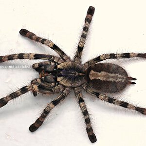 Poecilotheria formosa.