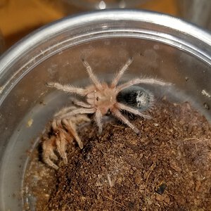 G. rosea molt