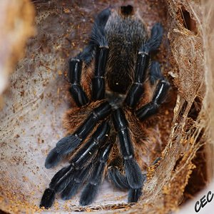 Harpactira pulchripes