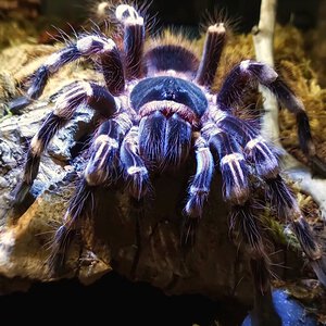 A. geniculata. Af..jpeg