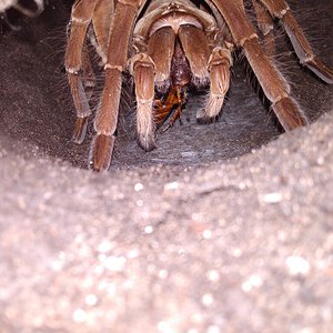 Into the burrow of a T.stirmi