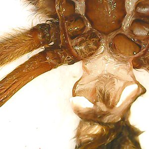harpactira pulchripes 2,5 cm body. Male or female?