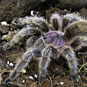 Grammostola rosea.