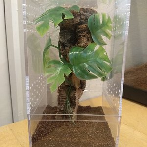 Caribena versicolor sling enclosure