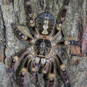 Poecilotheria subfusca "Lowland"