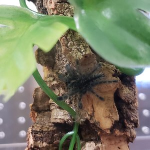 Caribena versicolor sling.