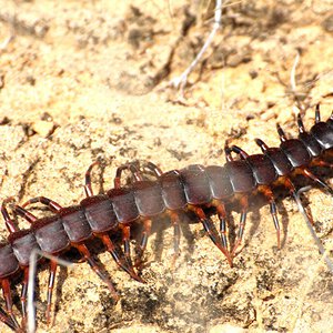 Scolopendra Galapagoensis