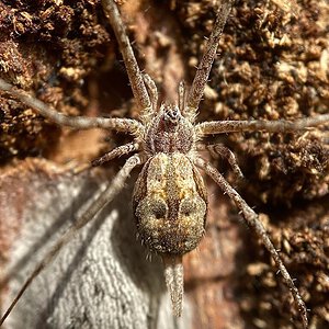 Tamopsis cf. fickerti