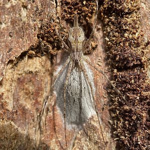 Tamopsis cf. fickerti