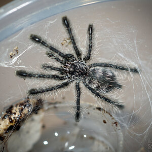 Avicularia purpurea 1/4" Spiderling