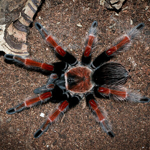 Brachypelma boehmei 5.5" Adult Female