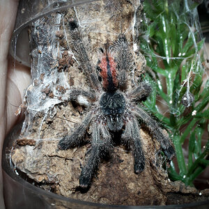 Avicularia avicularia M6 (formerly metallica) 1.5"