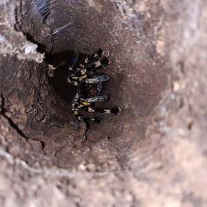 Adult female P. regalis