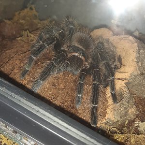 3/3 L.P female