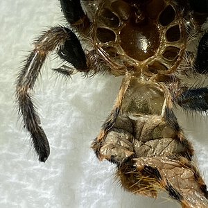 GBB molt male or female?