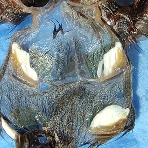 Caribena versicolor male or female? 3 cm body
