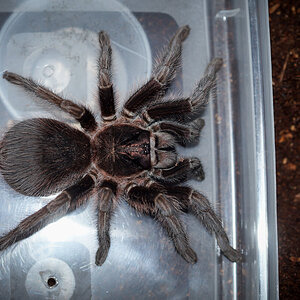 Phormictopus cancerides Sub-Adult Female - ~5"