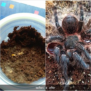 Sub-adult female Lasiodora Parahybana