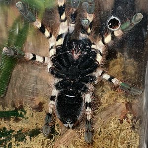 Anybody can help please Poecilotheria formosa 6dc