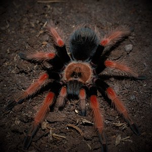 0.1 Brachypelma boehmei