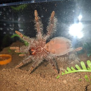 B. Albopilosum (Honduran Curly Hair T)