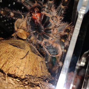 G. Pulchripes sexing