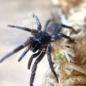 Female Chenistonia sp.