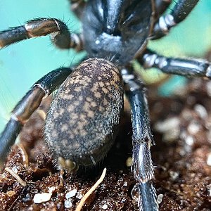 Female Chenistonia sp.