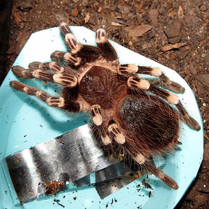 The Ignominy of Defeat (♂ Acanthoscurria geniculata 4")