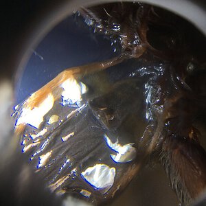 0.1 M. balfouri