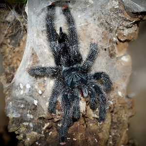 Avicularia avicularia M6 (formerly metallica) Adult Female