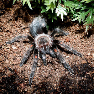 Brachypelma auratum Unsexed Spiderling