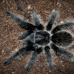 Tliltocatl albopilosus Juvenile Female - ~3.5"