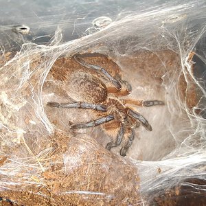 H. pulchripes lady