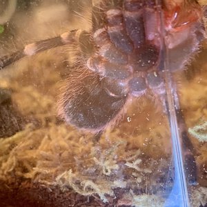 Freshly Molted A. geniculata Ventral Shot