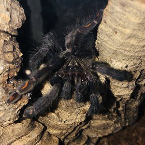 P. irminia