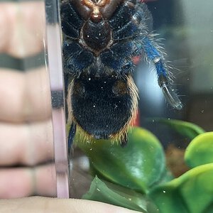 Gbb ventral sexing help