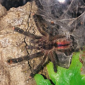 Sold as Avicularia ulrichea