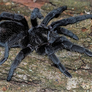 Grammostola pulchra