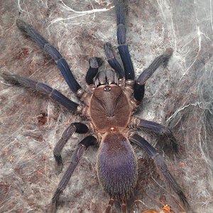 Orphnaecus sp. "Blue Quezon" Female