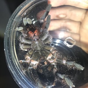 H gigas I just got, took some pics in transfer cup since I assume it’ll be burrowed