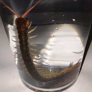 Getting Ready To Sex Scolopendra dehaani (Vietnamese Giant Centipede)