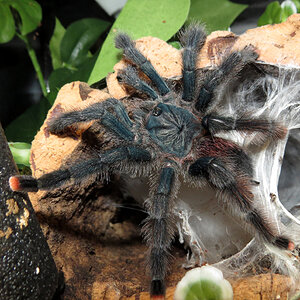 Skyler (♀ Avicularia avicularia 5")