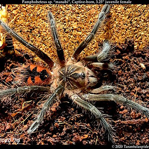 Pamphobeteus.sp._manabi(f)3.25in_juv1.jpeg