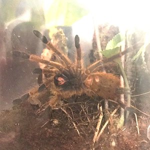 My lovely OBT (p.murinus)