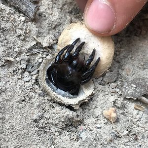 little hourglass trapdoor spider