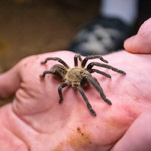 vietnamese earth tiger tarantula handling (wild)