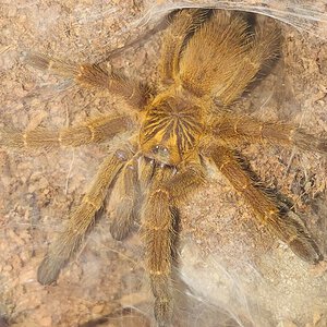 P. murinus