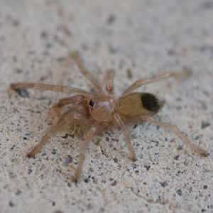 Aphonopelma sling