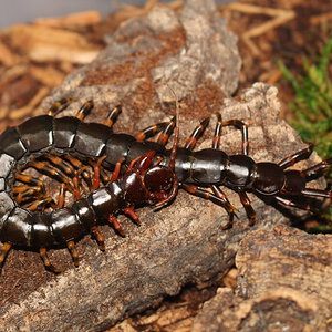 Scolopendra Hainanum